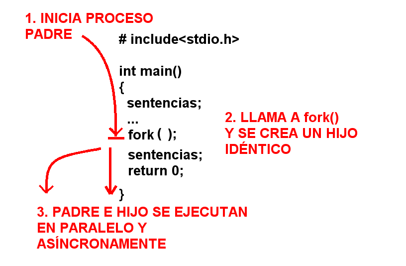 fork() — se crea un proceso hijo, copia del padre; la ejecución continúa en ambos desde el punto de la llamada.