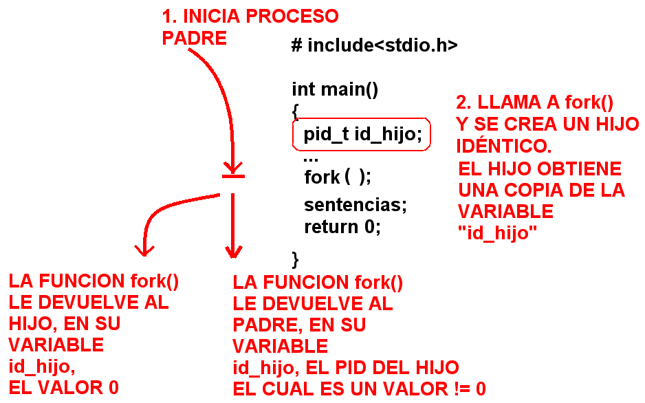 fork() — qué devuelve la llamada a cada proceso: 0 al hijo, el PID del hijo al padre, -1 si falla.