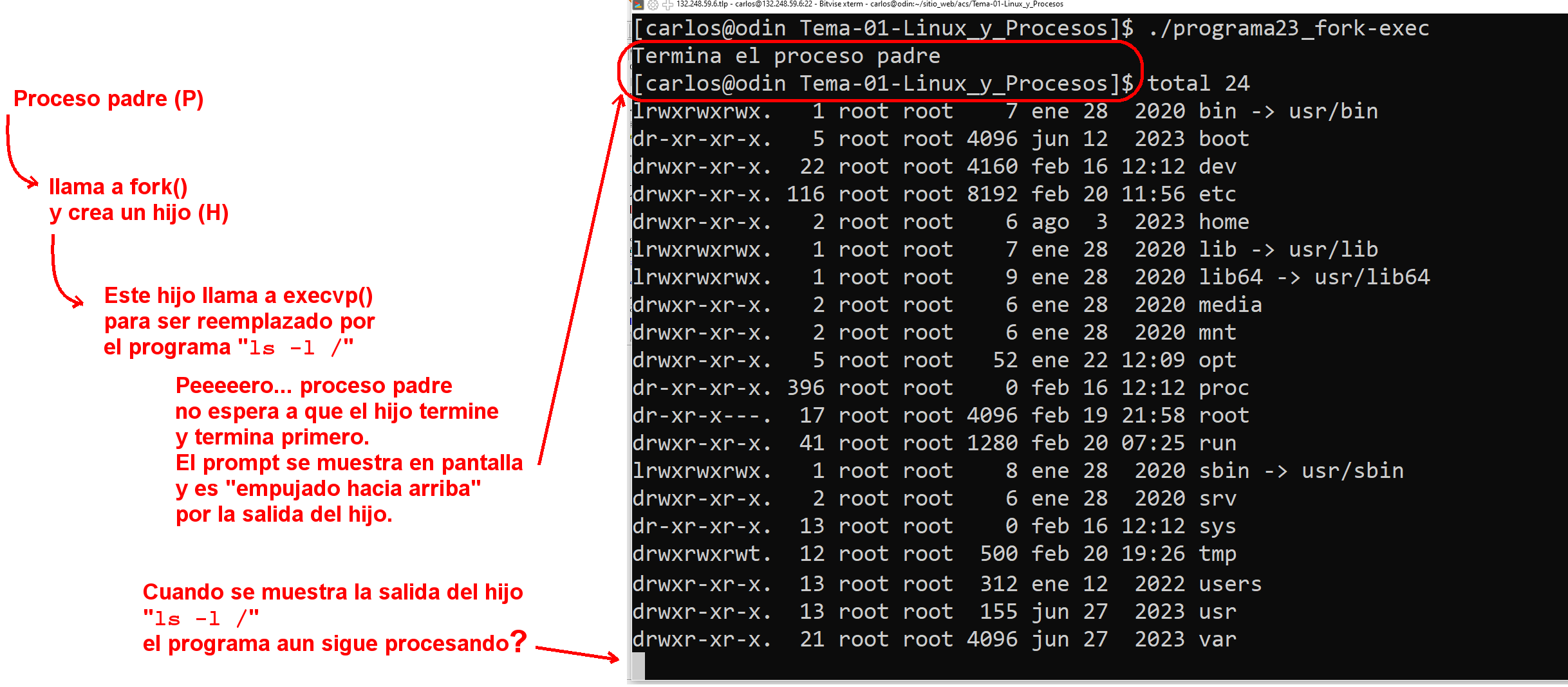 fork() + exec() — flujo combinado: el padre hace fork, el hijo se reemplaza con exec, el padre continúa.